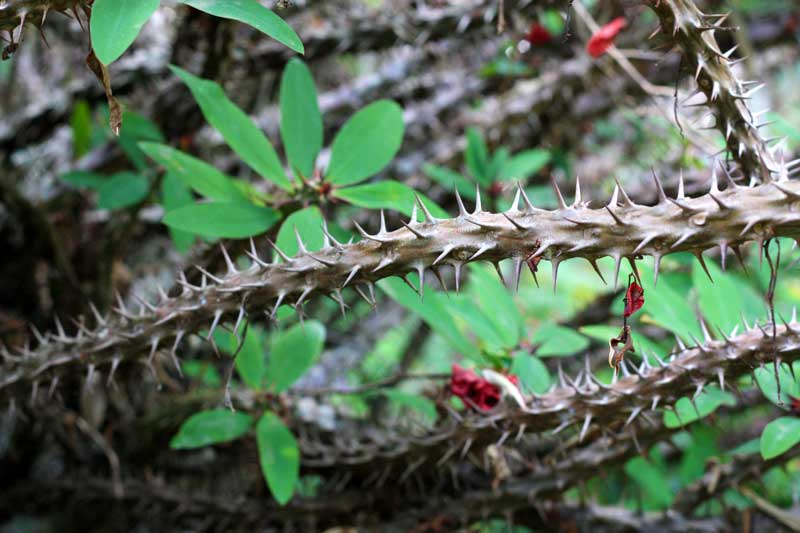 bramble thorns