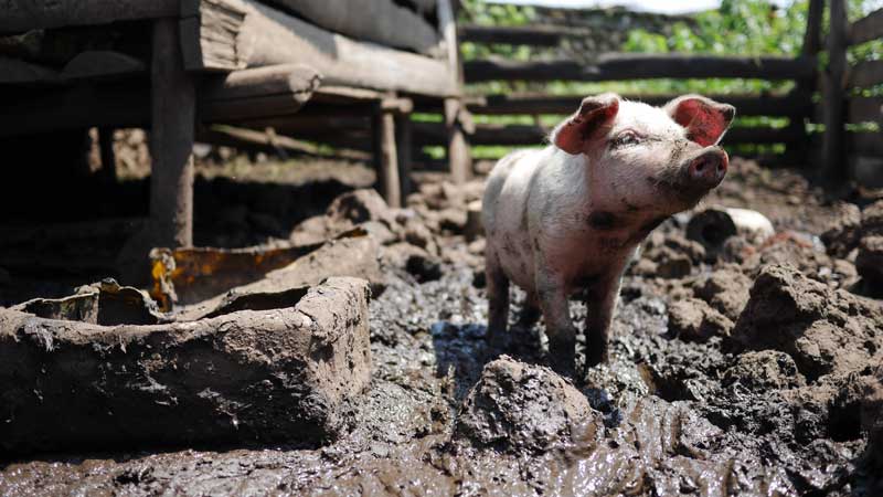 pig in mud